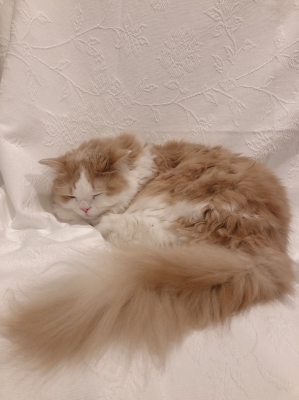 MOMO(モモ) うちの猫が可愛すぎる!!(実家)