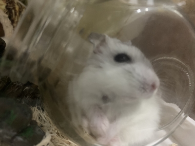 KOSAME(コサメ) ぶれとるがな('-' ).........。