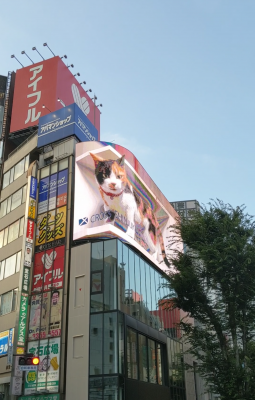 KONOSUKE(コウノスケ) 噂の3Dねこ