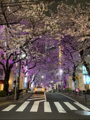CHATARO(チャタロウ) 夜桜