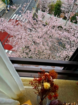 HAREMICHI(ﾊﾚﾐﾁ) 桜