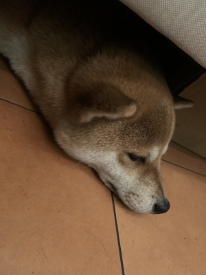 KOSAME(コサメ) 大ちゃん!