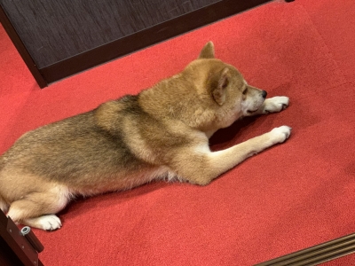 KOSAME(コサメ) 出勤!