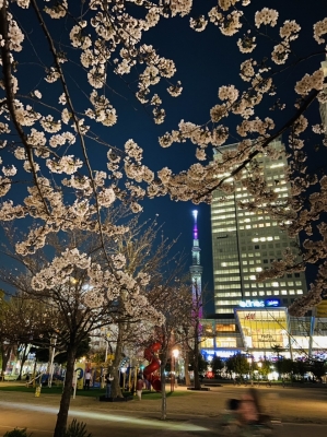 RYOGA(リョウガ) 夜桜も最高ですね