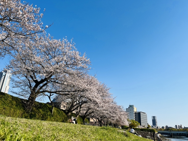 ZONO(ｿﾞﾉ) お花見