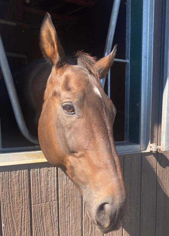 AISA(ｱｲｻ) 馬が好き🐎