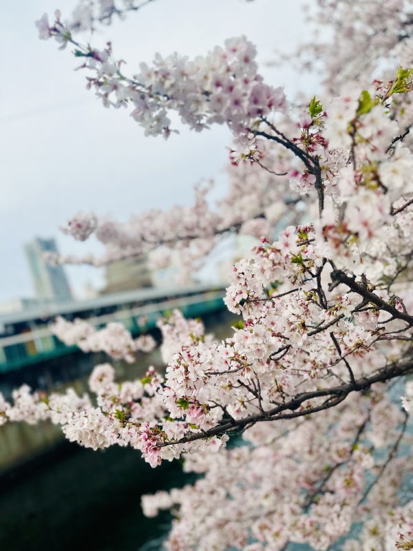 HOJYO（ﾎｳｼﾞｮｳ） Cherry Blossoms