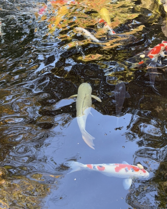 MASH(ﾏｯｼｭ) 風情があるなぁ