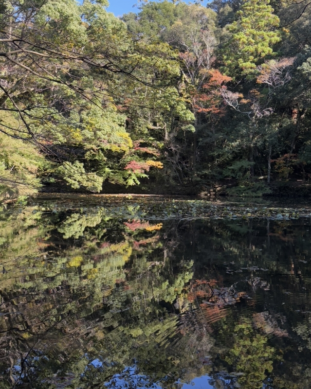 MASH(マッシュ) 紅葉と水面の反射が綺麗過ぎた、