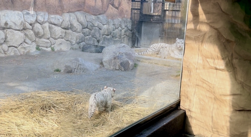 KEN(ケン) 大きくなる前に何度も見たい