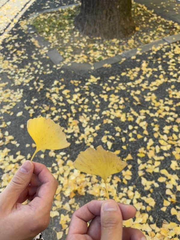 MASH(ﾏｯｼｭ) いちょうミッケ！