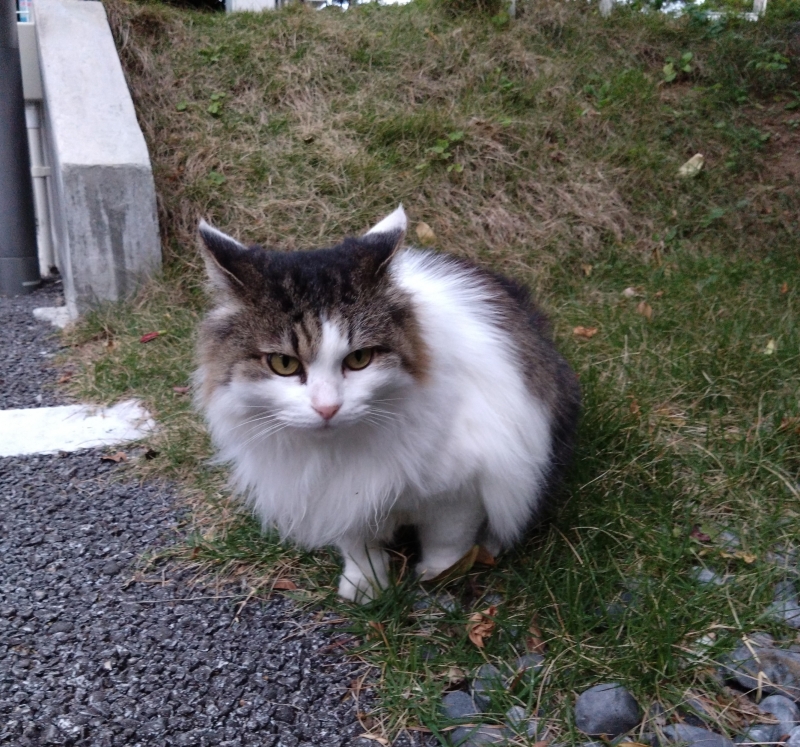 TAKEMICHI(ﾀｹﾐﾁ) 猫の日(=^・・^=)